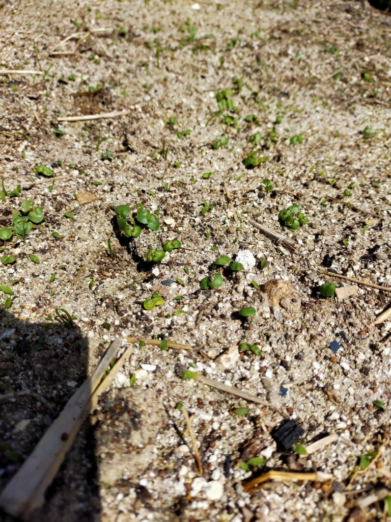 実験：韓国種えごまの栽培①