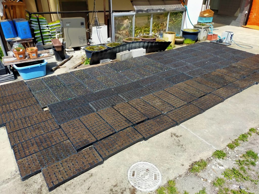 中生の白えごまのパレット作成