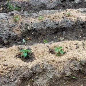 2020年5月初旬、えごまの状況