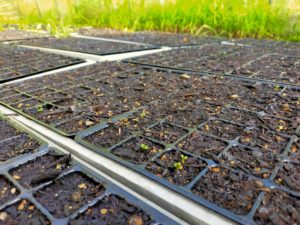 中生の植え付け、晩生の播種