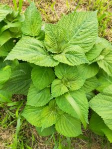 日本種えごまと韓国種えごま