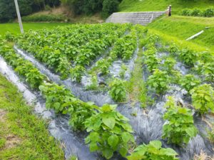 それぞれの中生えごま