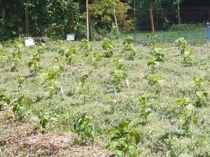 現在の「プチ田舎暮らし」の畑の状況（0702）